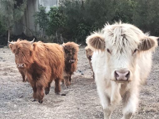 Vagabond Highlands Cattle