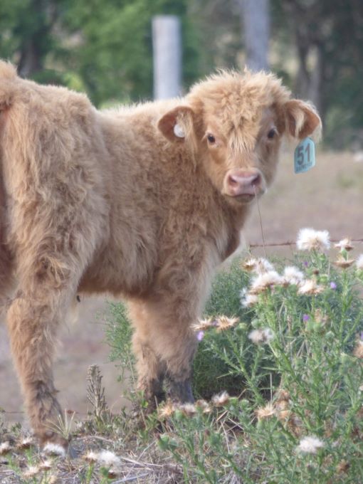 Vagabond Highlands Cattle