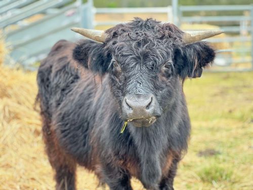 Vagabond highland cows